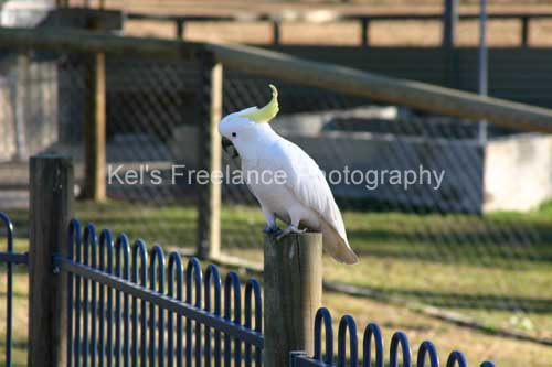 birds06